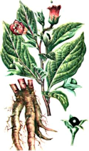 Mern - Belladonna rod