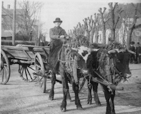 Vittarp - Kreatur som transport
